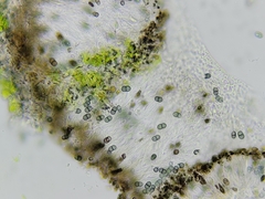 Amandinea dakotensis