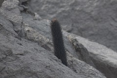 Loxanthocereus xylorhizus