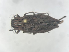 Dicerca punctulata