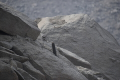 Loxanthocereus xylorhizus
