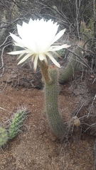 Trichocereus strigosus