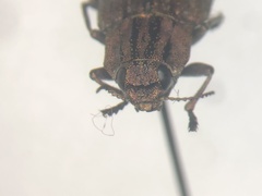 Dicerca punctulata