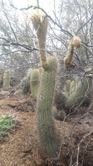 Trichocereus strigosus