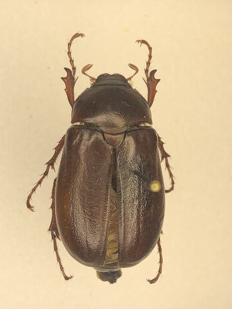 Phyllophaga drakii
