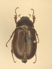 Phyllophaga drakii