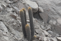 Haageocereus pseudomelanostele