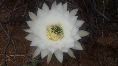 Trichocereus strigosus