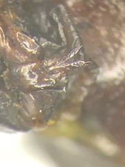Phyllophaga drakii