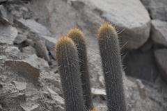 Haageocereus pseudomelanostele