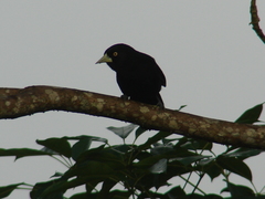 Amblycercus holosericeus