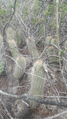 Trichocereus strigosus