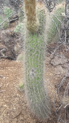 Trichocereus strigosus