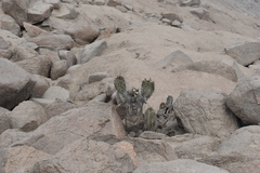 Neoraimondia arequipensis