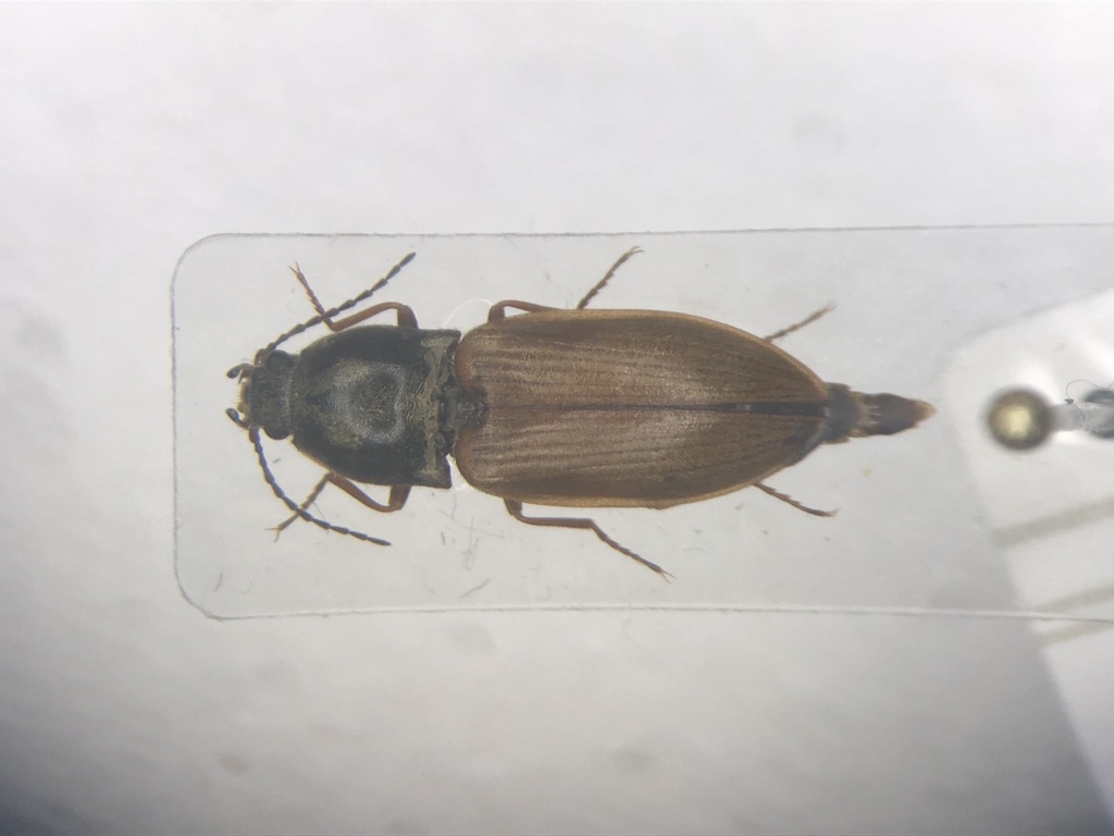 Needle-duff Click Beetle
