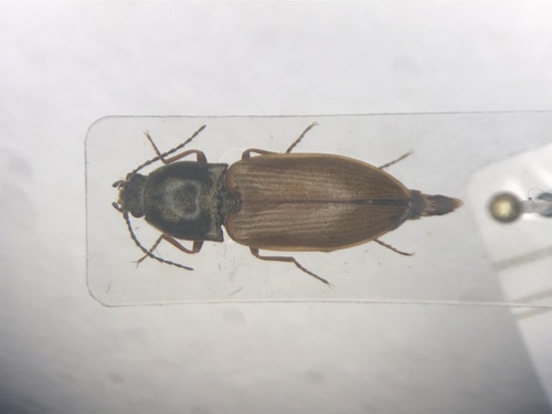 Needle-duff Click Beetle
