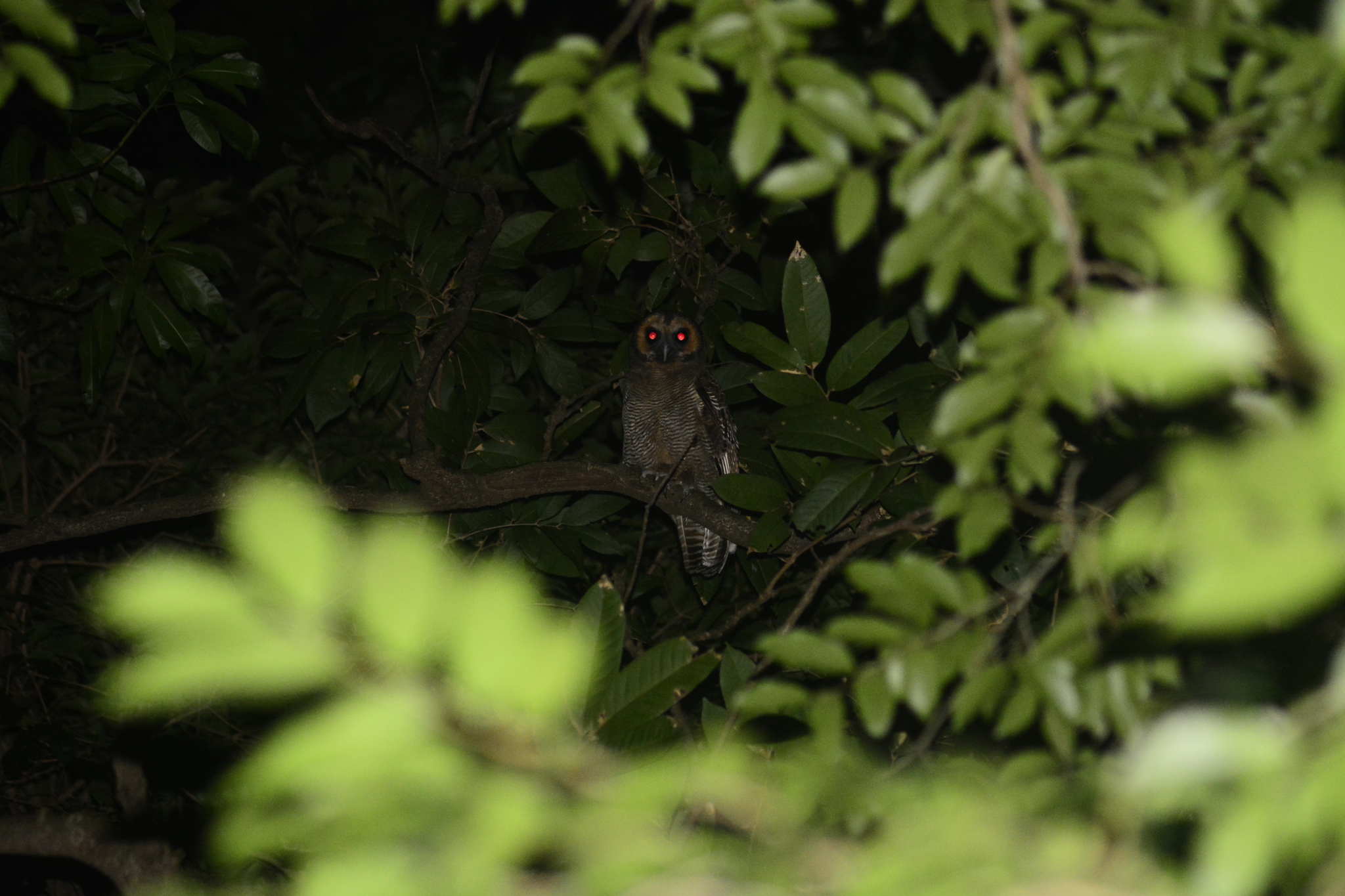 Brown Wood Owl