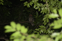 Strix leptogrammica
