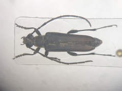 Trachysida mutabilis