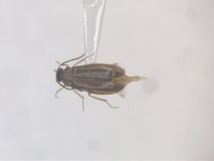 Canifa pallipes