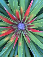 Fascicularia bicolor bicolor
