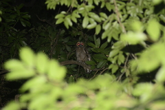 Strix leptogrammica