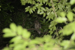 Strix leptogrammica