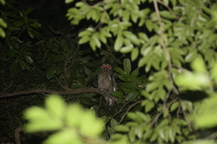 Strix leptogrammica