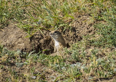 Spermophilus xanthoprymnus