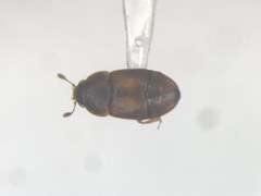 Colopterus truncatus