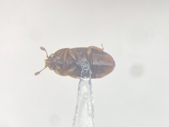 Colopterus truncatus