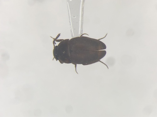 Sciodrepoides terminans