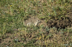 Spermophilus xanthoprymnus