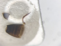 Sciodrepoides terminans
