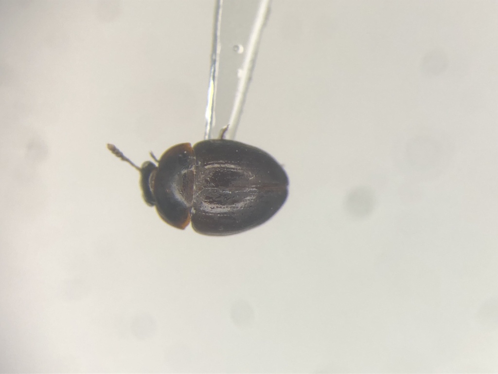 Gelae parile