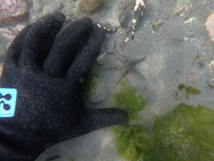Anasterias antarctica