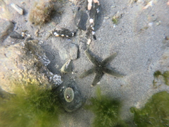Anasterias antarctica