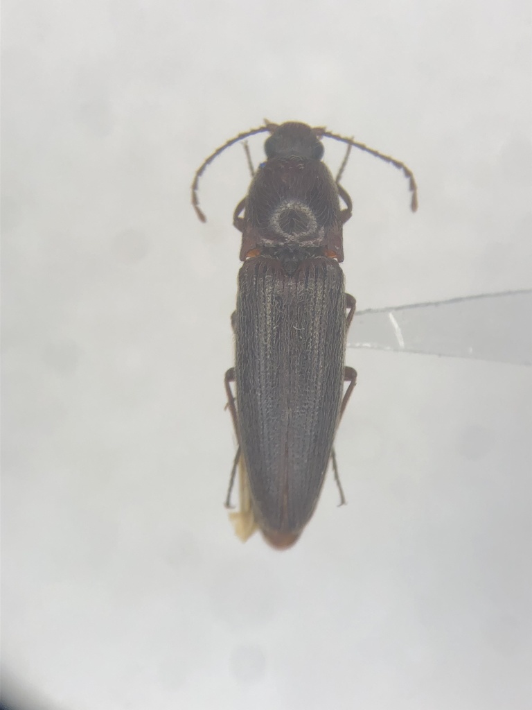 Melanotus morosus