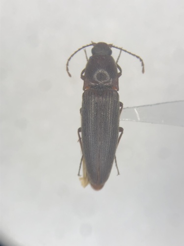 Melanotus morosus
