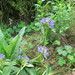 Gentiana macrophylla - Photo (c) Yao Li, algunos derechos reservados (CC BY-NC), subido por Yao Li
