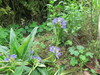 Largeleaf Gentian - Photo (c) Yao Li, some rights reserved (CC BY-NC), uploaded by Yao Li