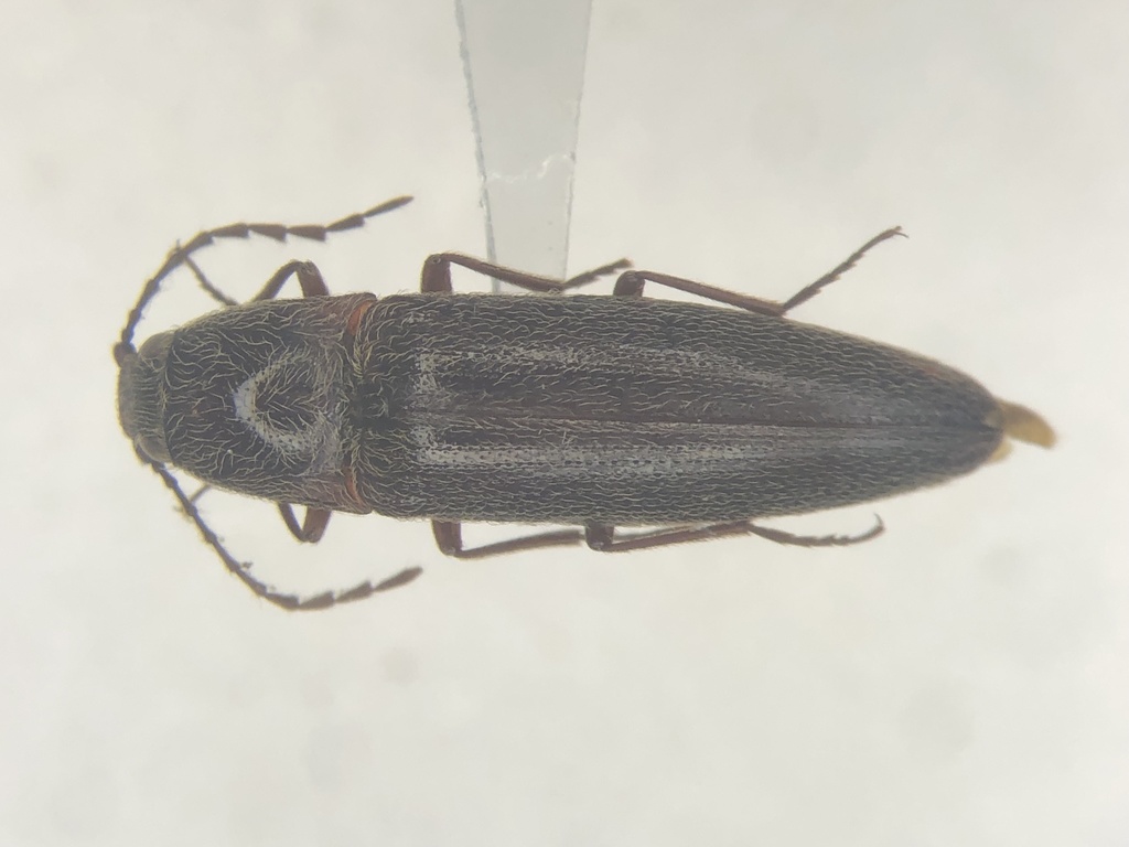 Melanotus hyslopi