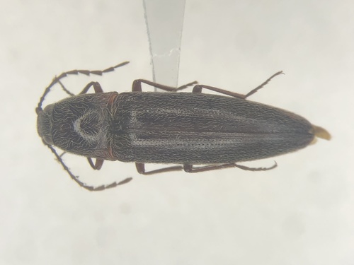 Melanotus hyslopi