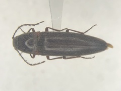 Melanotus hyslopi