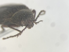 Melanotus hyslopi