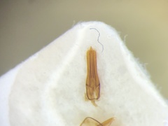 Melanotus hyslopi