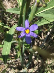 Sisyrinchium pruinosum