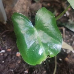Araceae