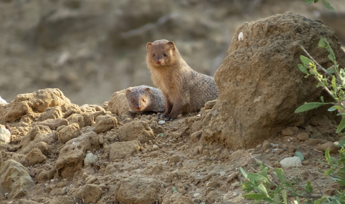 Desert Grey Mongoose