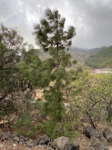 Pinaceae image