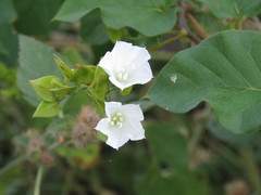 Jacquemontia mexicana